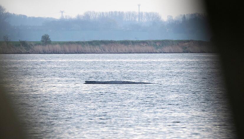 Mit ihrem Okay für einen Rettungsversuch für den Buckelwal bei Wismar durch eine private Initiative sorgten die Behörden zuletzt für eine Überraschung. Mit ihrem Okay für einen Rettungsversuch für den Buckelwal bei Wismar durch eine private Initiative sorgten die Behörden zuletzt für eine Überraschung.