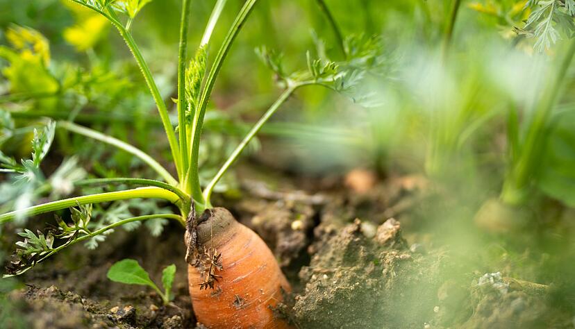 In Deutschland gibt es weniger Bio-Bauernh&ouml;fe. (Archivbild)