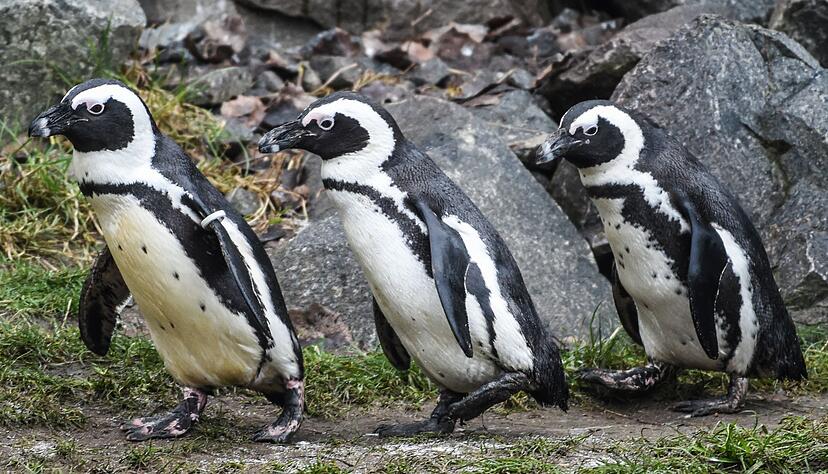 Brillenpinguine im Tierpark Berlin Brillenpinguine im Tierpark Berlin