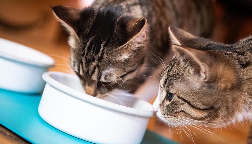 Katzen brauchen gutes Futter, um gesund zu bleiben. Das muss gar nicht das teuerste sein.