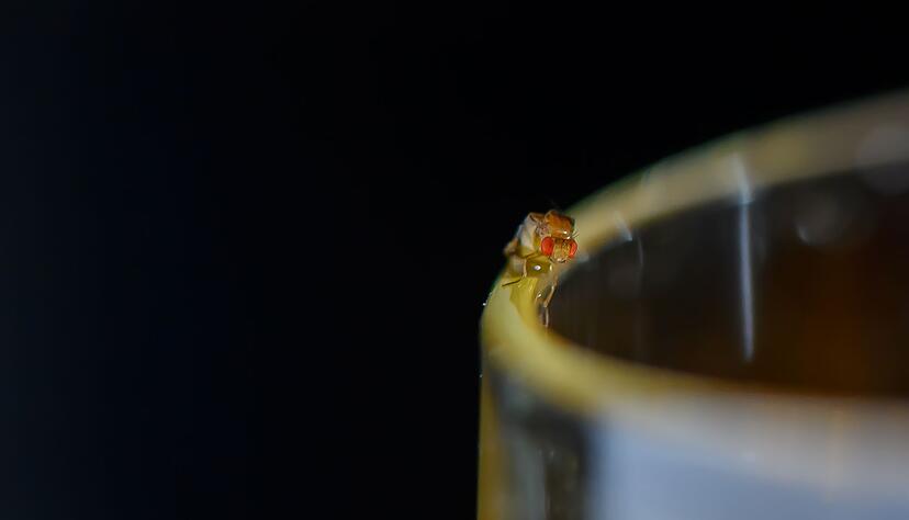 Zoomt man das Foto einer Essigfliege gr&ouml;&szlig;er, erkennt man eines ihrer wichtigsten Merkmale: gro&szlig;e rote Augen.
