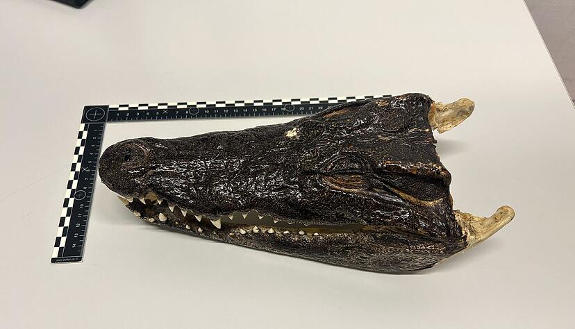 Einen ungew&ouml;hnlichen Fund machten Z&ouml;llner in der Schweiz. (Handout)