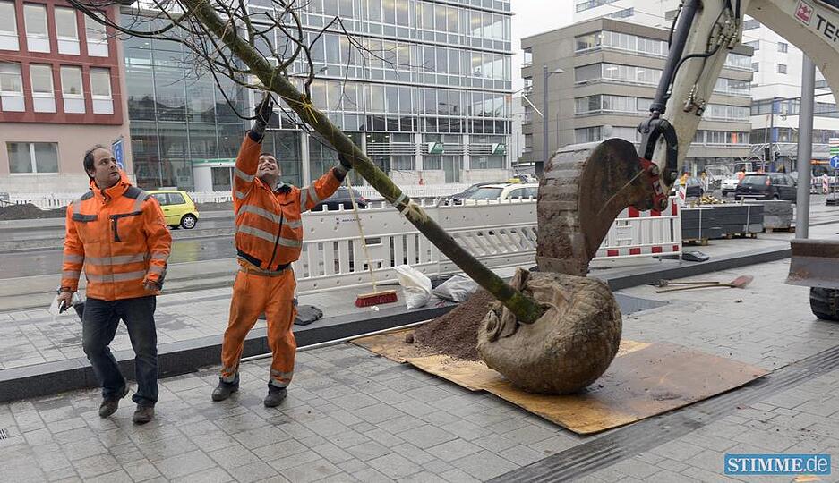 Baumpflanzaktion auf der Allee | 06.11.