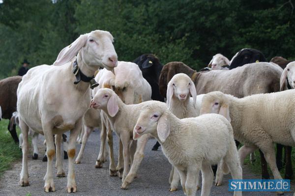 Schaftrieb in Ilsfeld