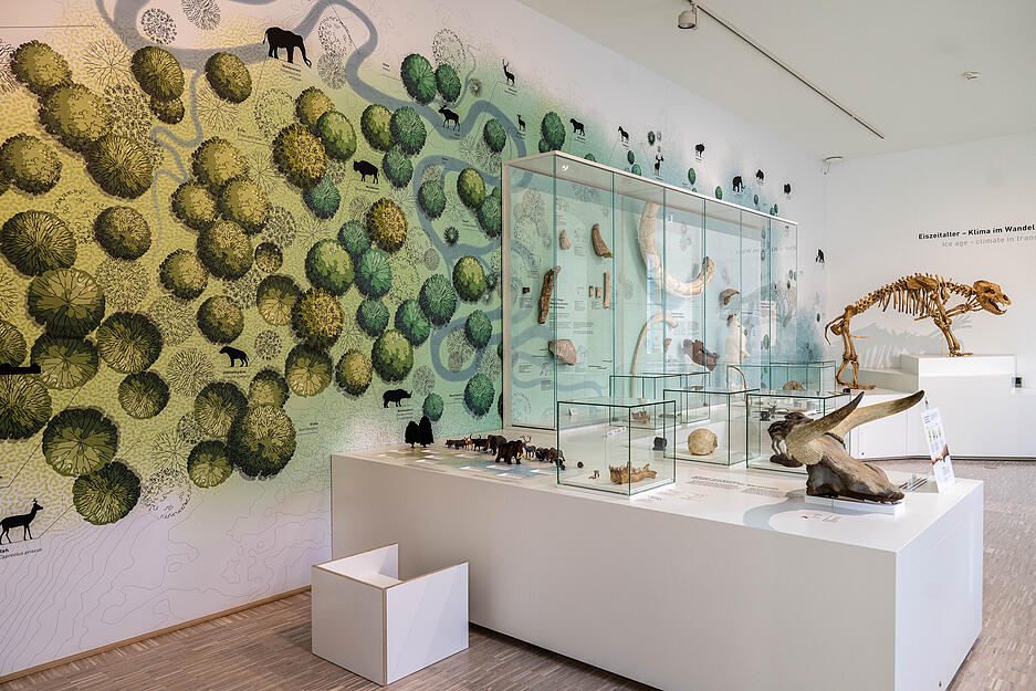 In den lichtdurchfluteten R&auml;umen im ersten Stock ist nun die Naturgeschichte untergebracht und begibt sich die Arch&auml;ologie auf Spurensuche.