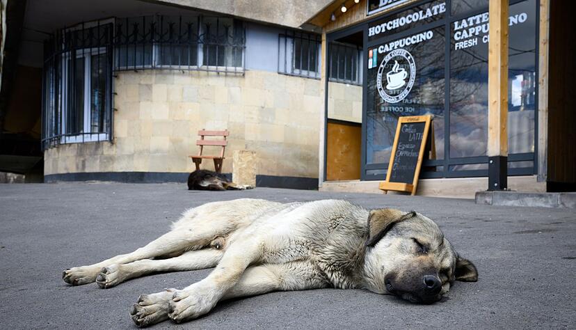 Stra&szlig;enhunde sind oft gar nicht so ungl&uuml;cklich und allein, wie viele hierzulande meinen. (Archivbild)