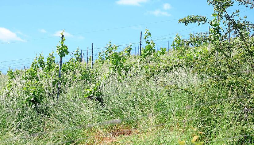 Weinreben und Weinberge am Wartberg, verwilderte und brachliegende Flächen, Wein, Weinberge liegen Brach
Foto: Ralf Seidel