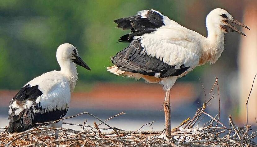 Zwei der drei Kupferzeller Storchenk&uuml;ken sind noch am Leben. Sie haben jetzt das Jugendalter erreicht, sehen gut gen&auml;hrt aus und werden bald fl&uuml;gge.
Foto: Frank Lauter