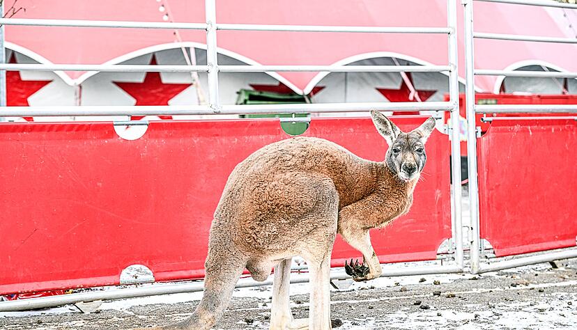 Das ausgebüxte Känguru wurde laut Polizei vom Besitzer wieder eingefangen. Das ausgebüxte Känguru wurde laut Polizei vom Besitzer wieder eingefangen.