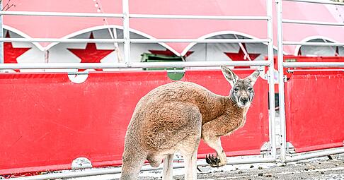 Das ausgebüxte Känguru wurde laut Polizei vom Besitzer wieder eingefangen. Das ausgebüxte Känguru wurde laut Polizei vom Besitzer wieder eingefangen.