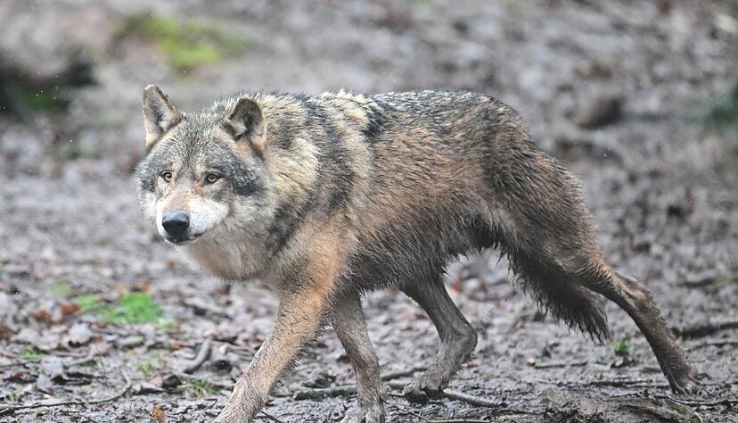 Das Umweltministerium hat den Abschuss damit begr&uuml;ndet, dass sich der Wolf mehrfach Hunden und damit auch Menschen gen&auml;hert habe. (Symbolbild)