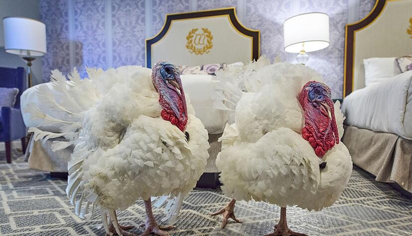 Zwei Truthähne, denen es gut geht. Zwei Truthähne, denen es gut geht.