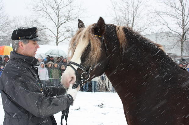 Pferdemarkt Öhringen | 16.02. Pferdemarkt Öhringen | 16.02.