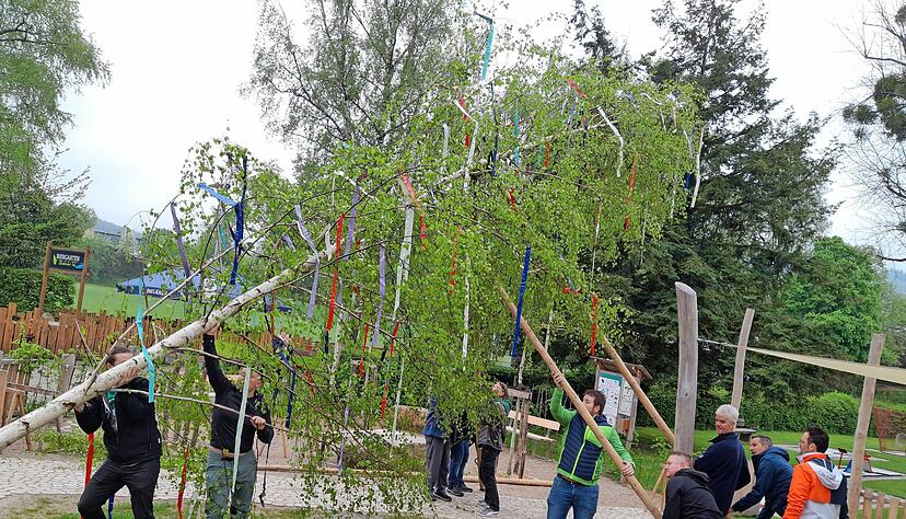 Mit vereinten Kr&auml;ften stellen die Dorffreunde und der Schw&auml;bische Albverein in Untersteinbach den Maibaum am Spielplatz beim Freibad, so wie hier im Vorjahr.
Foto: privat