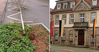 Die Vandalen haben einen Baum in der Brackenheimer Josefstraße (links) abgerissen und weitere Gegenstände beschädigt. Der Brackenheimer Rathauschef Thomas Csaszar ärgert sich über die jüngsten Vandalismus-Fälle.