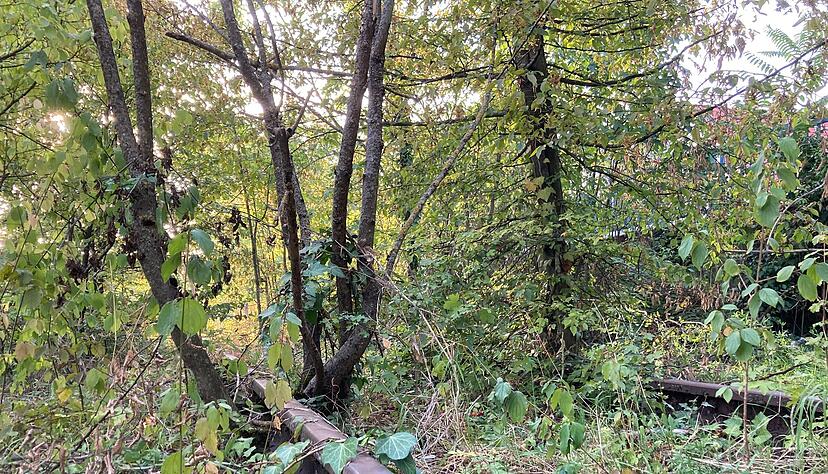 Die Natur hat die Oberhand: Gleise liegen noch, werden aber für die Stadtbahn ausgetauscht: der Abschntt in Möglingen wuchert zu. Die Natur hat die Oberhand: Gleise liegen noch, werden aber für die Stadtbahn ausgetauscht: der Abschntt in Möglingen wuchert zu.
