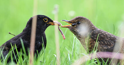 Eine Amsel füttert am Bodensee ihr Junges (r) mit Würmern. Foto: dpa