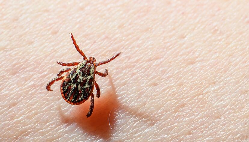 Eine Auwaldzecke (Dermacentor reticulatus) kann FSME &uuml;bertragen. (Archivbild)