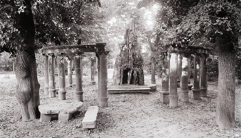 Die abgestorbene Gerichtslinde in Weinsberg in den 1920er-Jahren Die abgestorbene Gerichtslinde in Weinsberg in den 1920er-Jahren