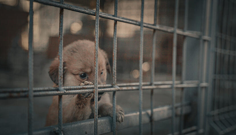 Die ProSieben-Dokumentation &bdquo;Die Hunde-Mafia: How to kill a Puppy & get rich&ldquo; zeigt traurige Bilder aus Hundet&ouml;tungsstationen.