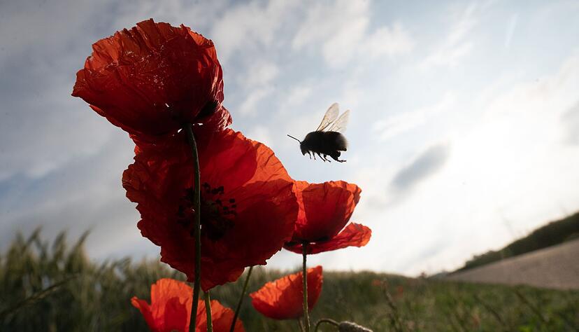 Die Vielfalt der Insekten ist stark gesunken (Symbolbild).