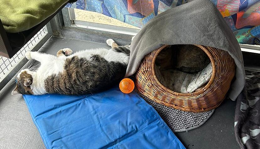 K&uuml;hlmatten erleichtern den Katzen im Heilbronner Tierheim den Sommer.