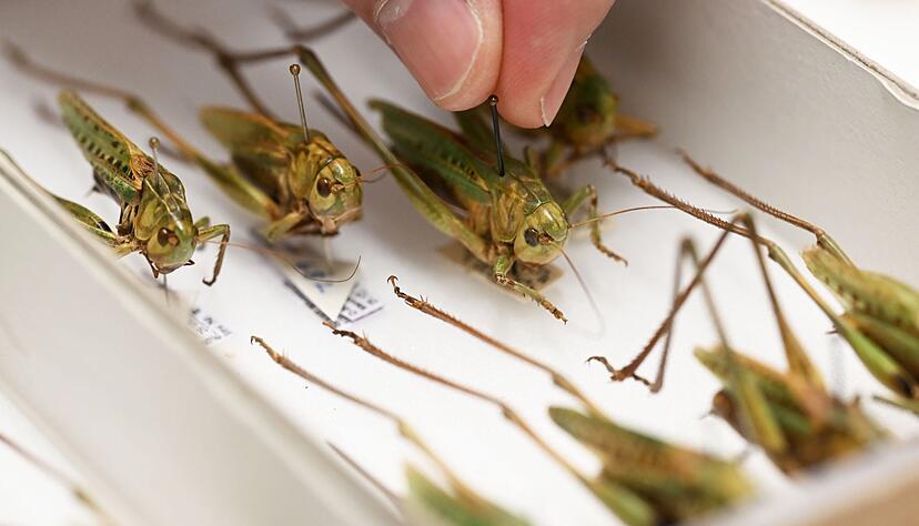 Warzenbei&szlig;er sind das Insekt des Jahres 2026.