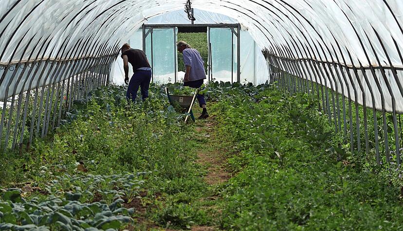 Gurken, Erdbeeren, daneben Weinbau und Viehzucht: Auf dem Hohrainhof in Talheim arbeiten Gefangene in der Landwirtschaft.