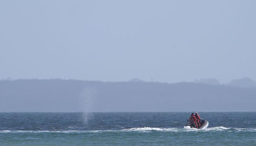 Der zeitweise vor Timmendorfer Strand gestrandete Buckelwal sorgte auch davor schon für Schlagzeilen. Der zeitweise vor Timmendorfer Strand gestrandete Buckelwal sorgte auch davor schon für Schlagzeilen.