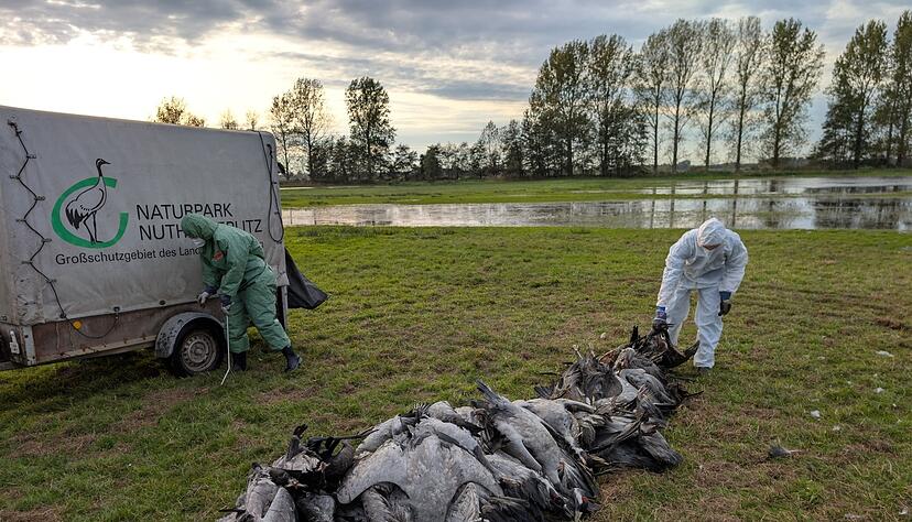 In den deutschen Rastgebieten der Kraniche sterben derzeit viele Tiere an der Vogelgrippe. In den deutschen Rastgebieten der Kraniche sterben derzeit viele Tiere an der Vogelgrippe.