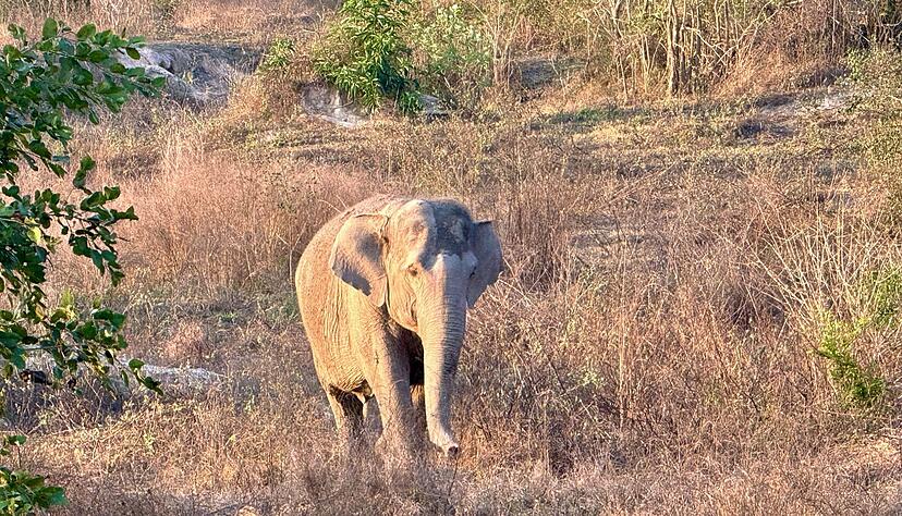 Asiatische Elefanten gelten als stark bedroht. (Archivbild) Asiatische Elefanten gelten als stark bedroht. (Archivbild)