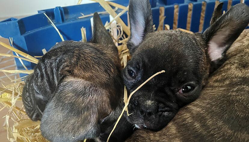 Die EU will strenger gegen illegalen Tierhandel vorgehen. (Symbolbild)