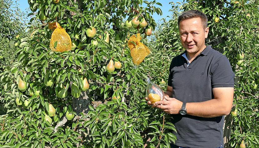 Normalerweise hängen mehrere hundert Flaschen bei Meik Sartorius in den Bäumen. Dieses Jahr hat der Frost jedoch den Birnen zu sehr zugesetzt.
Foto: Helga El-Kothany Normalerweise hängen mehrere hundert Flaschen bei Meik Sartorius in den Bäumen. Dieses Jahr hat der Frost jedoch den Birnen zu sehr zugesetzt.
Foto: Helga El-Kothany