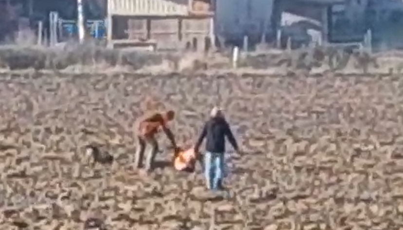 Eine Sequenz aus den Aufnahmen von Miriam Bauer zeigt den Jäger, der sich über das Wildschwein beugt, umgeben von drei Jagdhunden. Von vorne nähert sich Franz Bauer dem Geschehen. Eine Sequenz aus den Aufnahmen von Miriam Bauer zeigt den Jäger, der sich über das Wildschwein beugt, umgeben von drei Jagdhunden. Von vorne nähert sich Franz Bauer dem Geschehen.