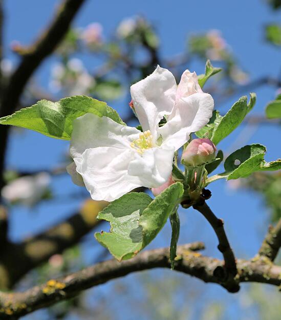 Von wei&szlig; bis dunkelrosa reicht das Bl&uuml;tenwunder vor blauem Himmel.