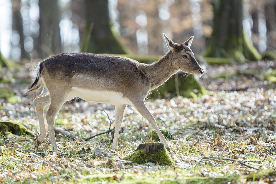 Im Wild- und Freizeitpark Allensbach (Konstanz) können Besucher nicht nur Fahrgeschäfte ausprobieren, sondern auch Tiere wie den Damhirsch erleben.