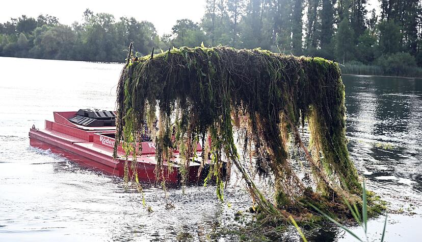 Kiloweise Wasserpflanzen holen die Arbeiter aus dem See. Kiloweise Wasserpflanzen holen die Arbeiter aus dem See.