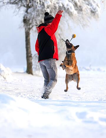 Winterurlaub mit Hund: Toben im Schnee macht Mensch und Vierbeiner gleicherma&szlig;en gl&uuml;cklich.