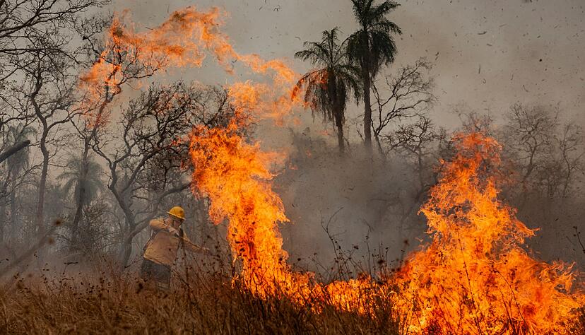 Feuer waren die Hauptursache f&uuml;r den gro&szlig;en Waldverlust. (Archivbild)