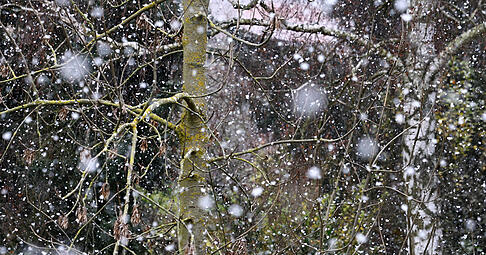 Die ersten Schneeflocken sind in der Region Heilbronn gefallen – aber nicht liegen geblieben. Kommt da noch mehr?  (Symbolbild)
