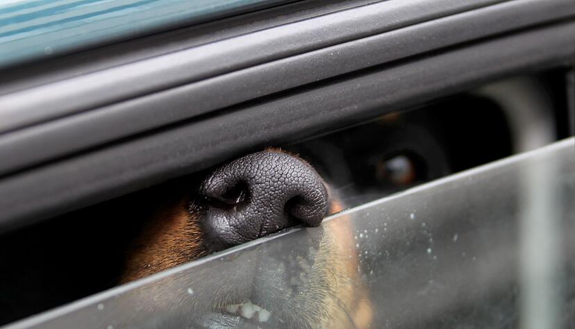 Eine Frau hat ihren Hund in ein Auto gesperrt und zur&uuml;ckgelassen. (Symbolbild)
