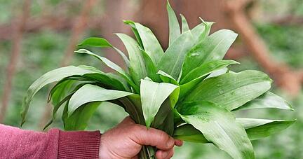 Wie viel ist nicht zu viel? Als Ma&szlig; f&uuml;r die erlaubte Menge an B&auml;rlauch gilt der Handstrau&szlig;. Das kann auch auf andere Kr&auml;uter angewandt werden.
Foto: dpa