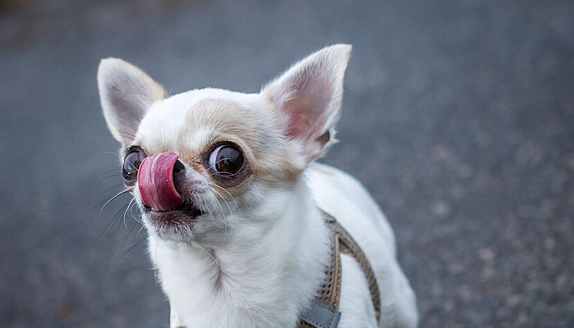 So viele Reize, so viele Eindr&uuml;cke! Das kann nicht nur f&uuml;r Menschen &uuml;berfordernd sein, sondern auch f&uuml;r Hunde.