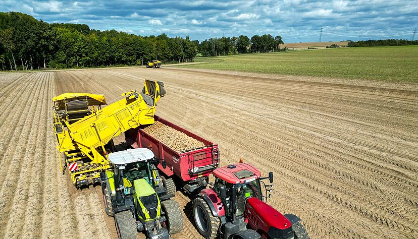 Die Kartoffelbauern haben in diesem Jahr eine sehr gute Ernte eingefahren - es sind sogar zu viele Kartoffeln, die Preise sind relativ schlecht. (Archivfoto)