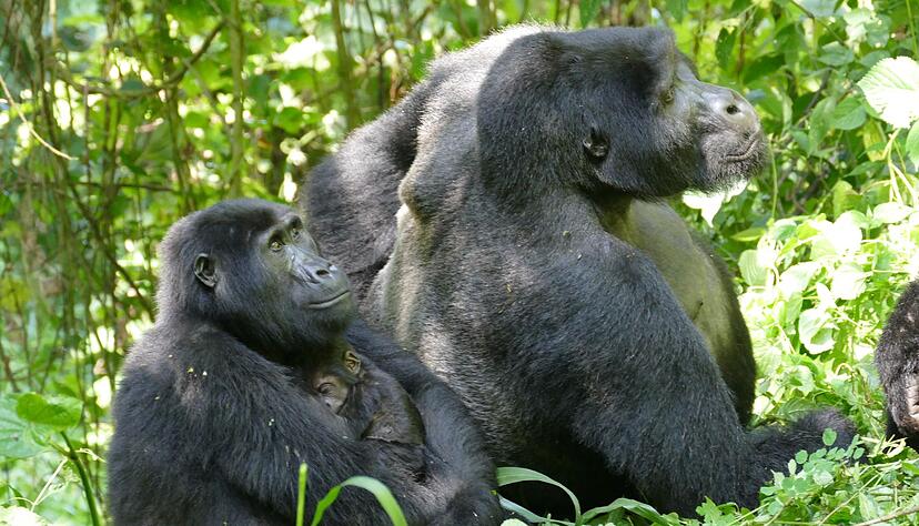 Weibliche Berggorillas können ganz schön alt werden - wie hier im Bwindi Impenetrable Nationalpark. (Archivbild) Weibliche Berggorillas können ganz schön alt werden - wie hier im Bwindi Impenetrable Nationalpark. (Archivbild)