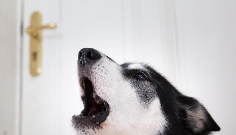 Vor allem im ersten Lebensjahr brauchen Hundebesitzer viel Zeit für die Erziehung. Foto: dpa