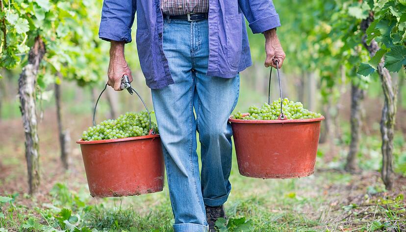 Der Auftakt der Traubenernte f&uuml;r den Federwei&szlig;en ist der Start f&uuml;r die j&auml;hrliche Weinlese.