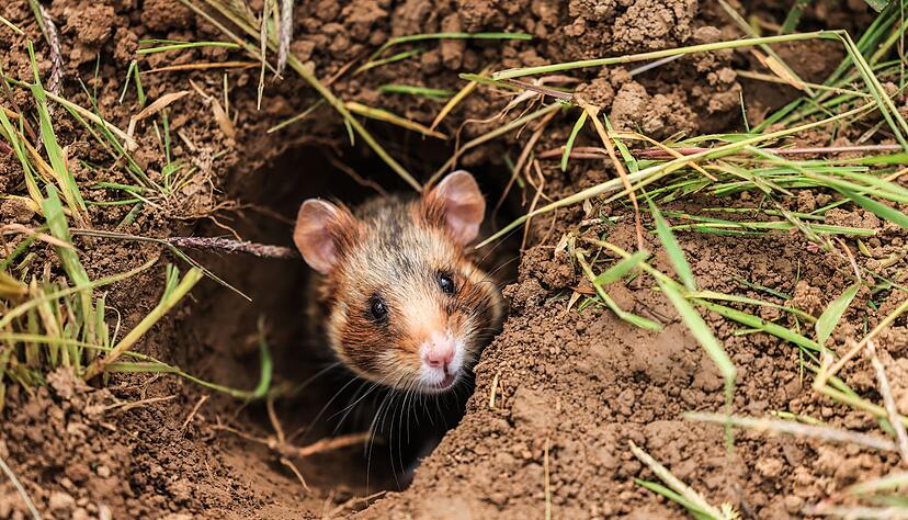 Im April verlassen die Feldhamster auf dem Acker ihren Bau. Nach der Winterruhe beginnt f&uuml;r sie die Paarungszeit.