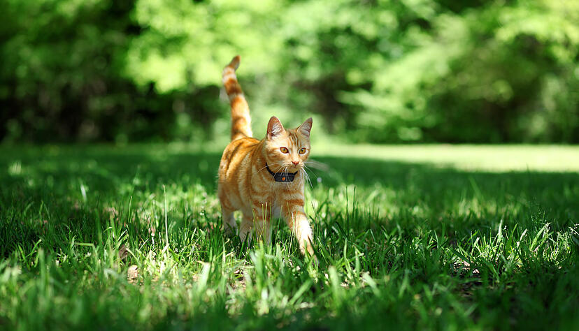 Unkastrierte Freig&auml;ngerkatzen paaren sich oft mit Streunern. Die Folge: Die Population w&auml;chst. In Mannheim tritt ab Oktober eine Kastrationspflicht in Kraft, in Heilbronn werden derzeit die Weichen f&uuml;r eine solche Regelung gestellt.