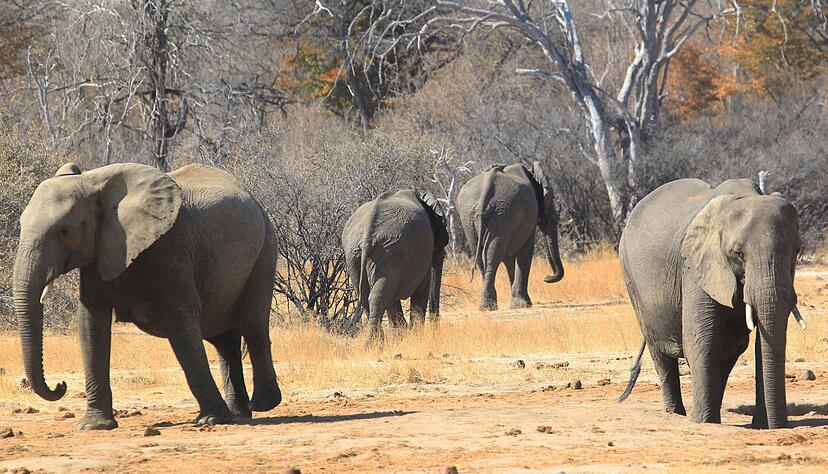 Ein Junge, der sich im Nationalpark verlief, konnte sich von Fr&uuml;chten tagelang ern&auml;hren. (Symbolbild)